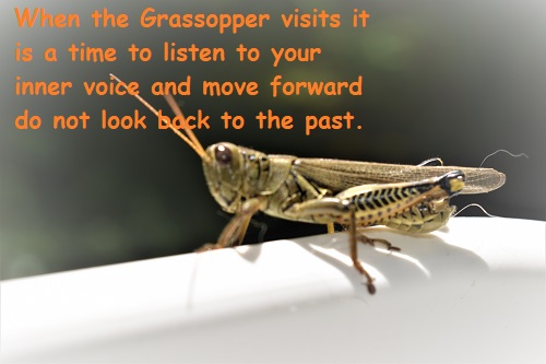 grasshopper